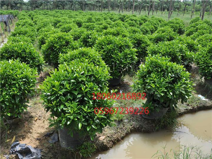 云南非洲茉莉供應(yīng)商，云南非洲茉莉球基地直銷，云南非洲茉莉球采購(gòu)，云南非洲茉莉大量供應(yīng)，云南非洲茉莉種植基地，