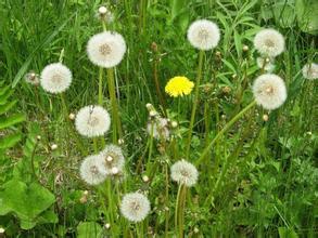蒲公英提取物 蒲公英黃酮 5% 蒲公英提取物哪家好 蒲公英提取物廠家 蒲公英提取物廠家直銷