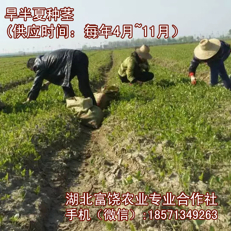 湖北旱半夏種莖荊半夏潛半夏種植基地直銷種子種莖種苗