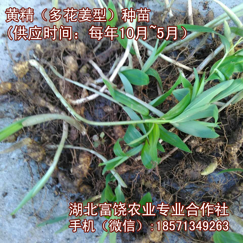 湖北姜型多花黃精種苗種子種莖種植基地直銷提供技術(shù)支持
