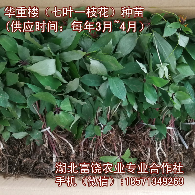 湖北七葉一枝花種苗華重樓種苗種植基地直銷提供技術(shù)支持