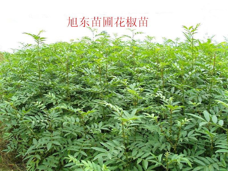 花椒苗 花椒樹苗 大紅袍花椒苗 山西花椒苗直銷電話