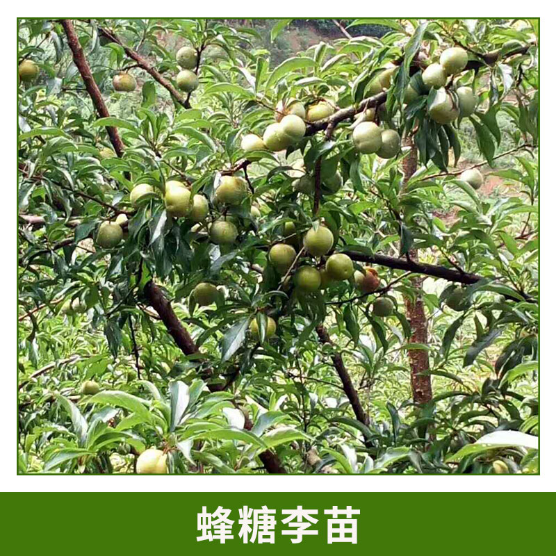 哪里有蜂糖李苗 肉質(zhì)細清脆爽口 蜂糖李 形狀飽滿蜂糖李樹