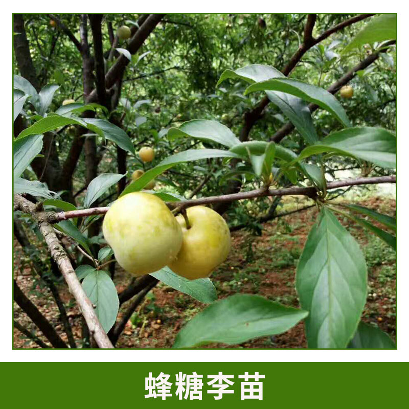 哪里有蜂糖李苗 肉質(zhì)細清脆爽口 蜂糖李 形狀飽滿蜂糖李樹