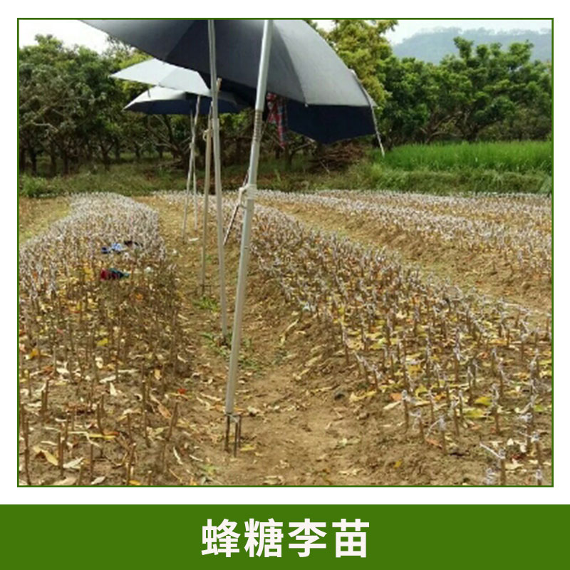 蜂糖李產(chǎn)地 蜂糖李果子 肉質(zhì)細(xì)清脆爽口 蜂糖李 形狀飽滿蜂糖李樹