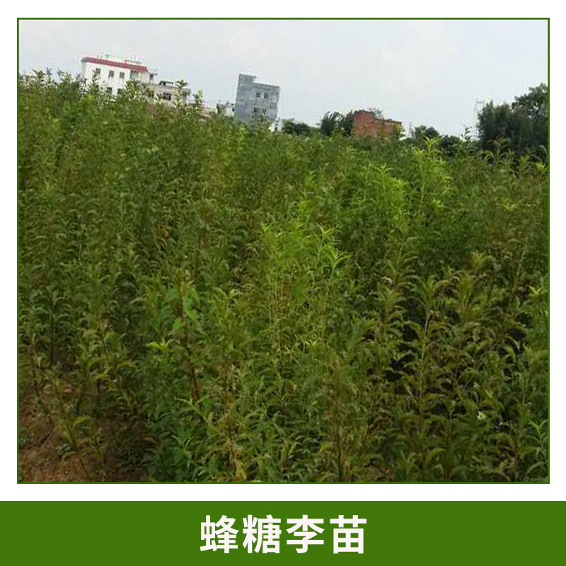 蜂糖李苗 蜂糖李 形狀飽滿蜂糖李樹 蜂糖李果子 肉質(zhì)細清脆爽口