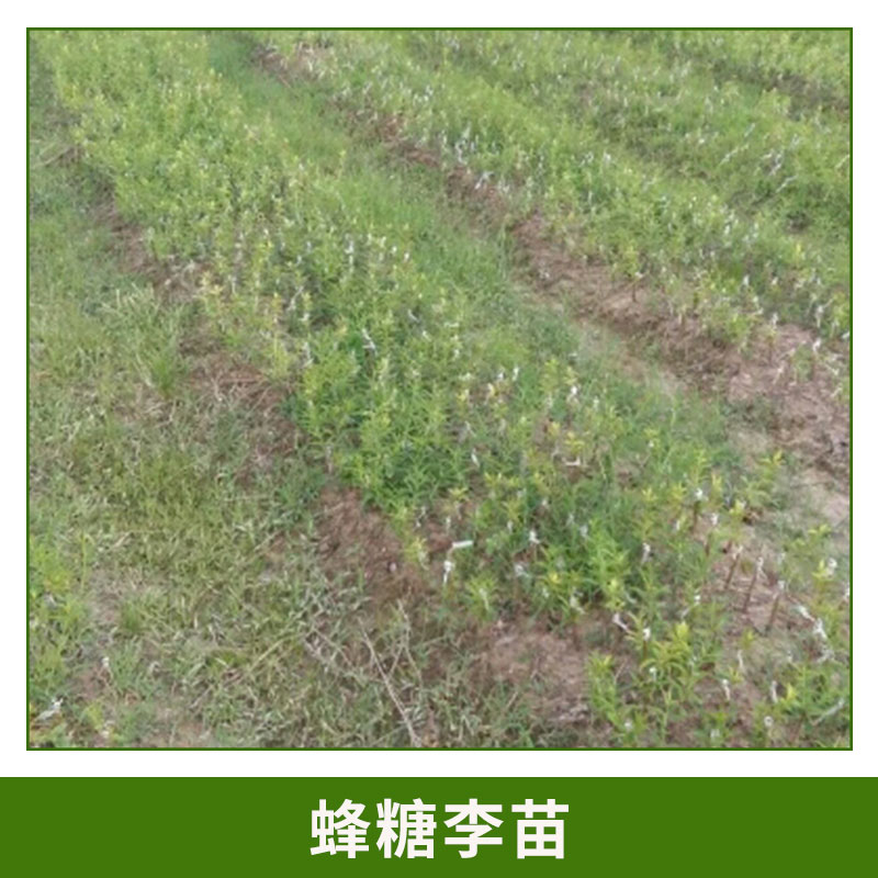蜂糖李產(chǎn)地 蜂糖李果子 肉質(zhì)細(xì)清脆爽口 蜂糖李 形狀飽滿蜂糖李樹