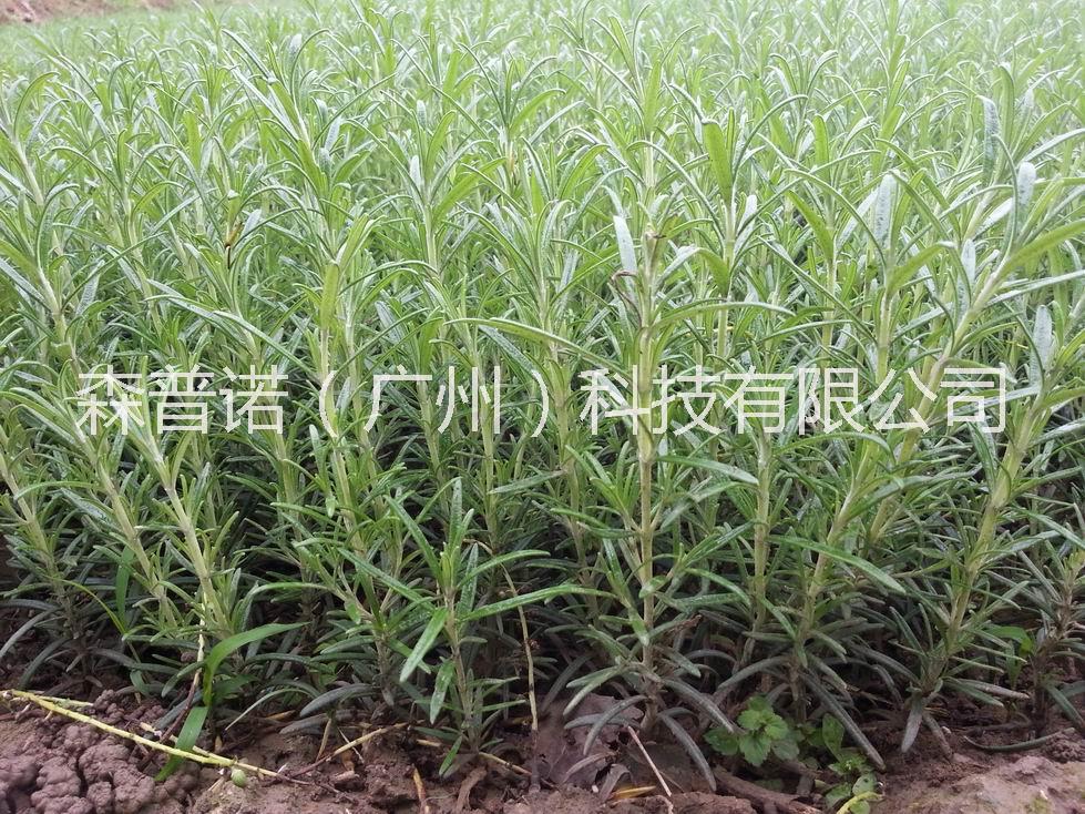 高含量迷迭香種苗、大葉迷迭香種苗、小葉迷迭香種苗有機(jī)迷迭香種苗