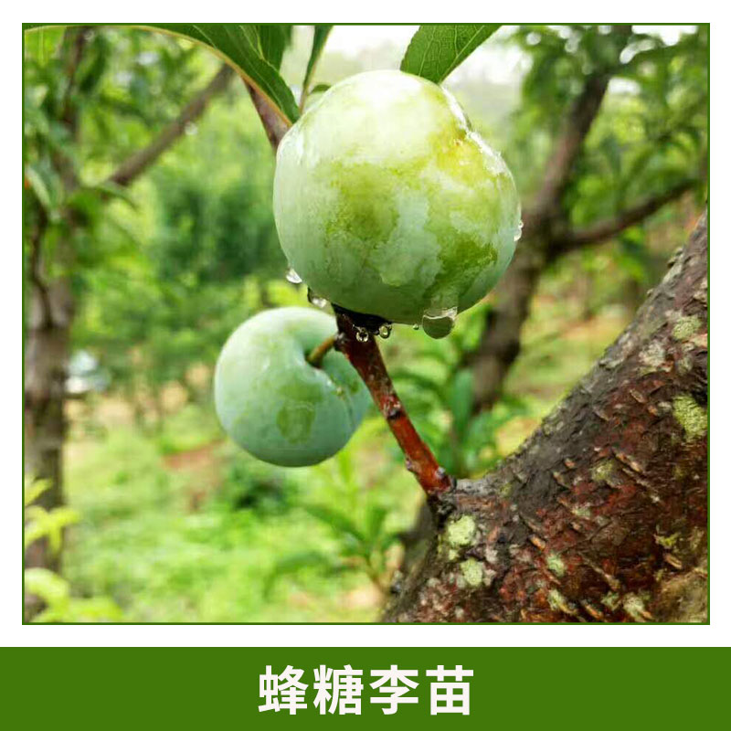 蜂糖李作用 綠化苗木 蜂糖李苗 羅漢果 百香果 歡迎來電咨詢