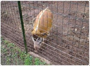 ?鐵絲網(wǎng)圍欄@鐵絲網(wǎng)圍欄廠@鐵絲網(wǎng)圍欄廠家