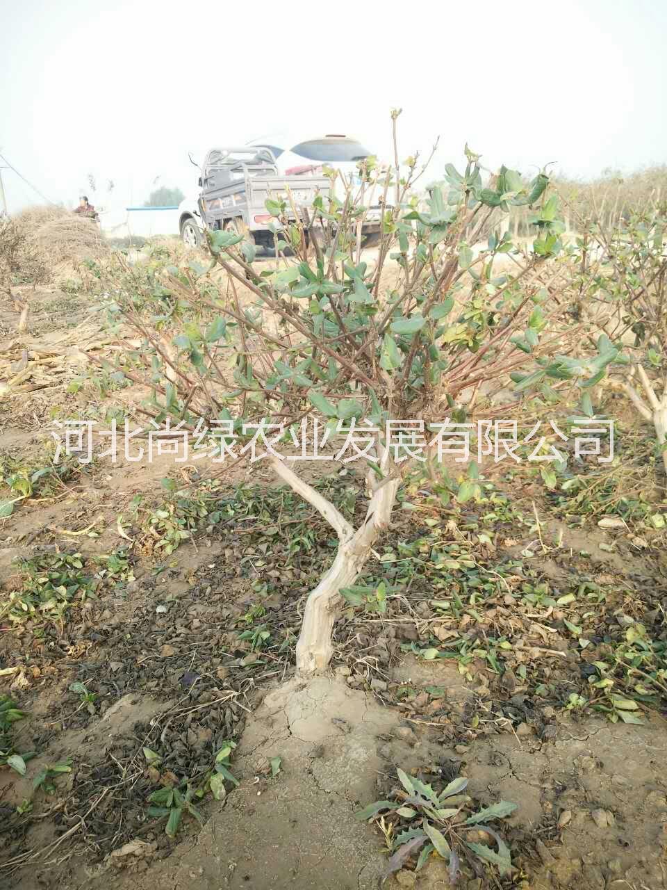 河北尚綠農(nóng)業(yè) 金銀花苗、金銀花樹苗，可滿足經(jīng)濟種植、占地、綠化等需求。