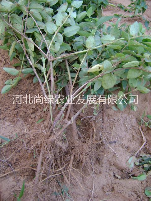 河北尚綠提供的金銀花苗價(jià)格便宜，金銀花苗價(jià)格從1年生小苗到20年生老樹(shù)。 金銀花苗價(jià)格 金銀花苗木