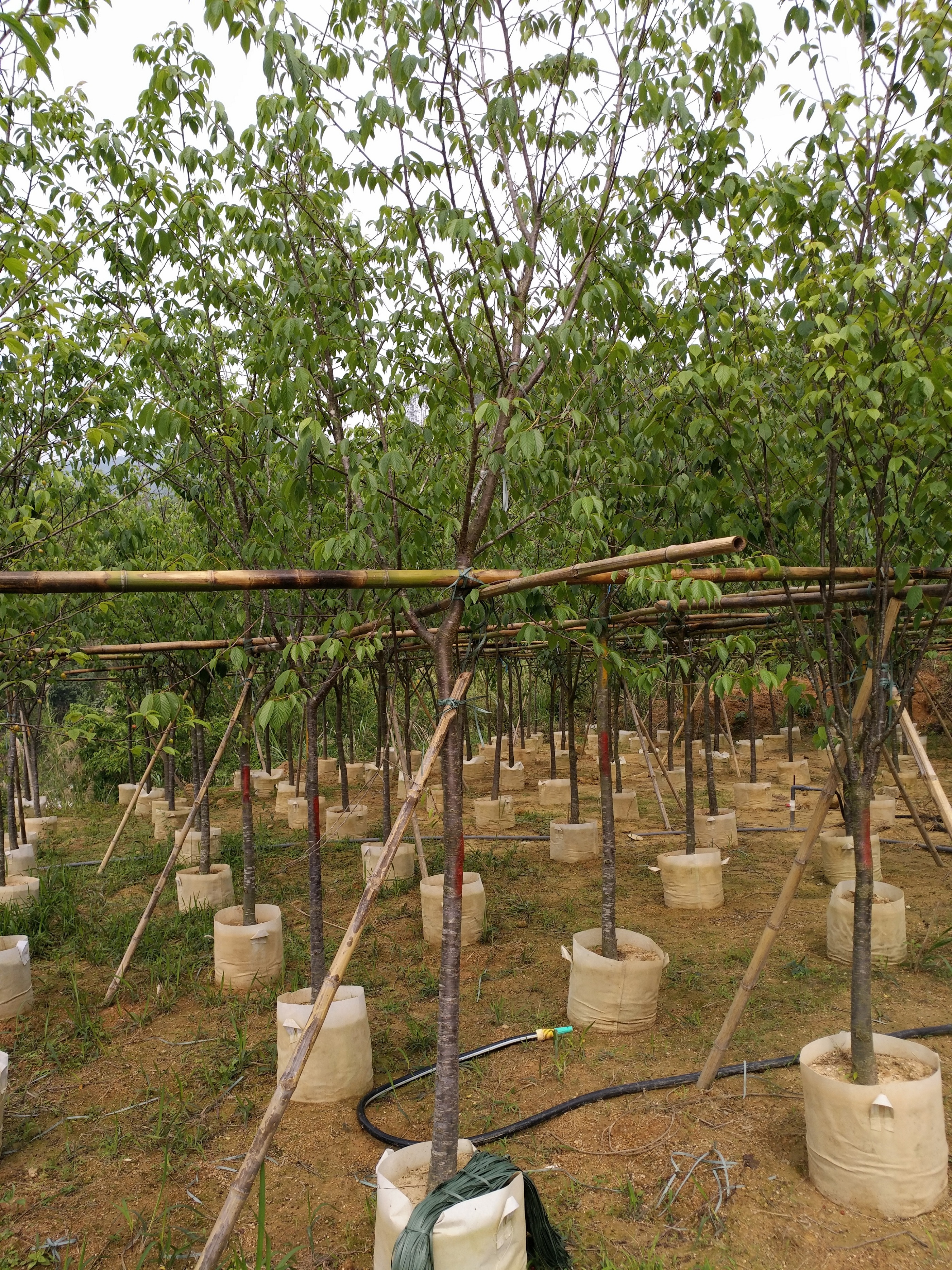 福建福州山櫻花供應(yīng)，福建福州山櫻花基地，福建福州山櫻花價格，福建福州山櫻花大量供應(yīng)，福建福州山櫻花批發(fā)