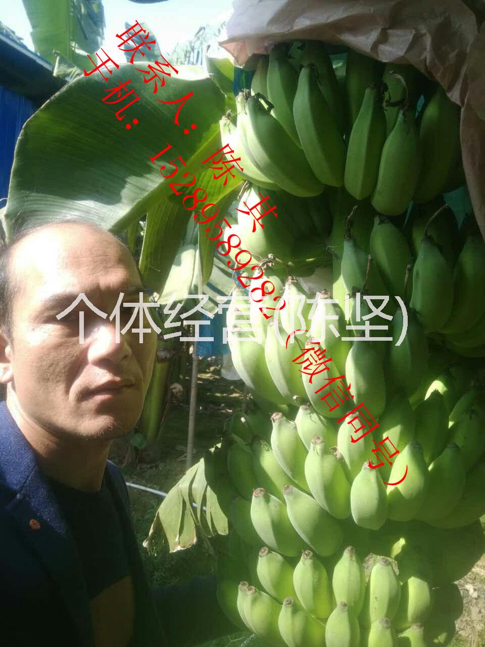 西貢蕉 香蕉