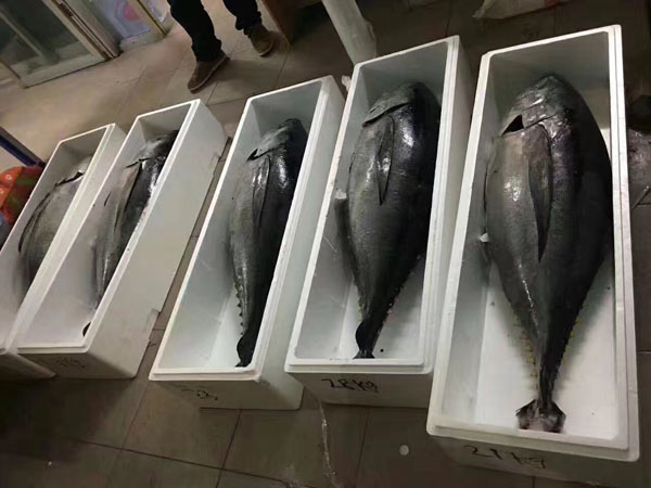 整條大目金槍魚批發(fā)