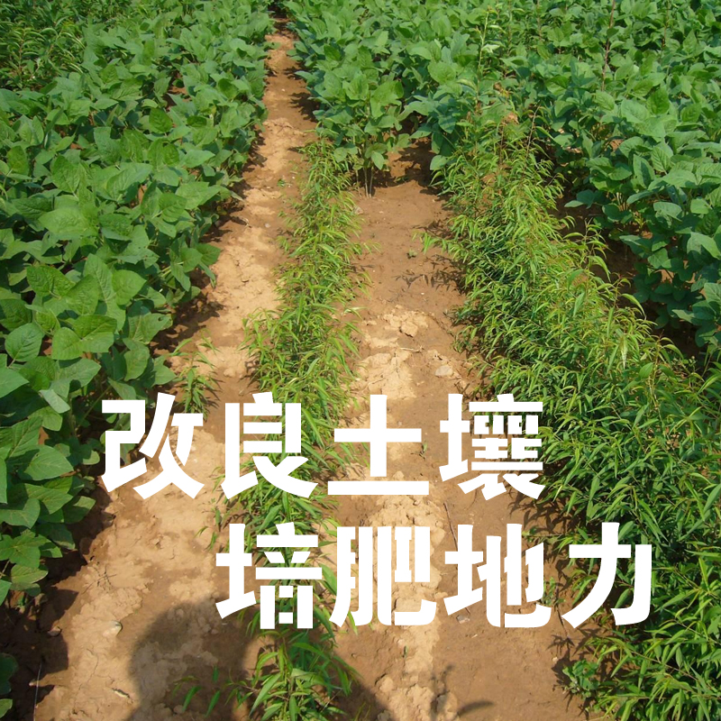 山東綠隴生物生物肥功能菌抑*抗病害