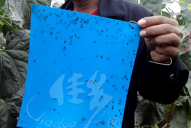 粘蟲板 黃藍(lán)板相關(guān)產(chǎn)品 粘蟲板黃藍(lán)板相關(guān)粘蟲板24*20