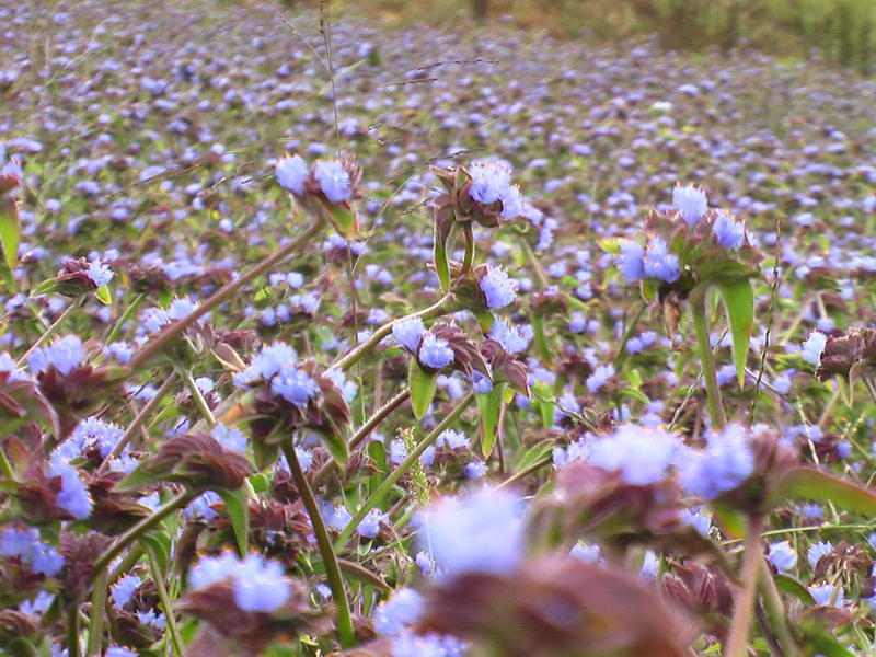 露水草提取物 蛻皮*