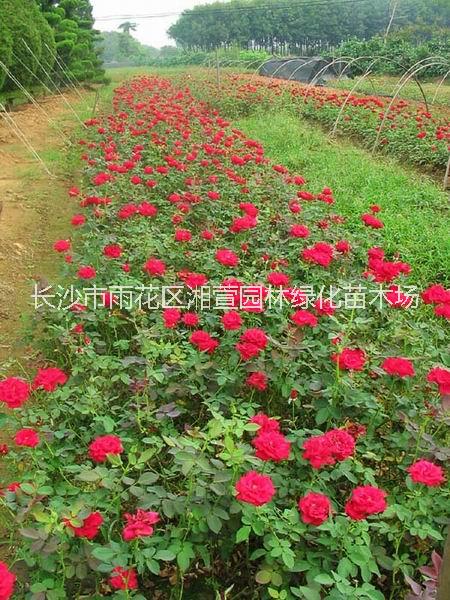 月季小苗、大花月季、鉆石月季、歐月、豐花月季