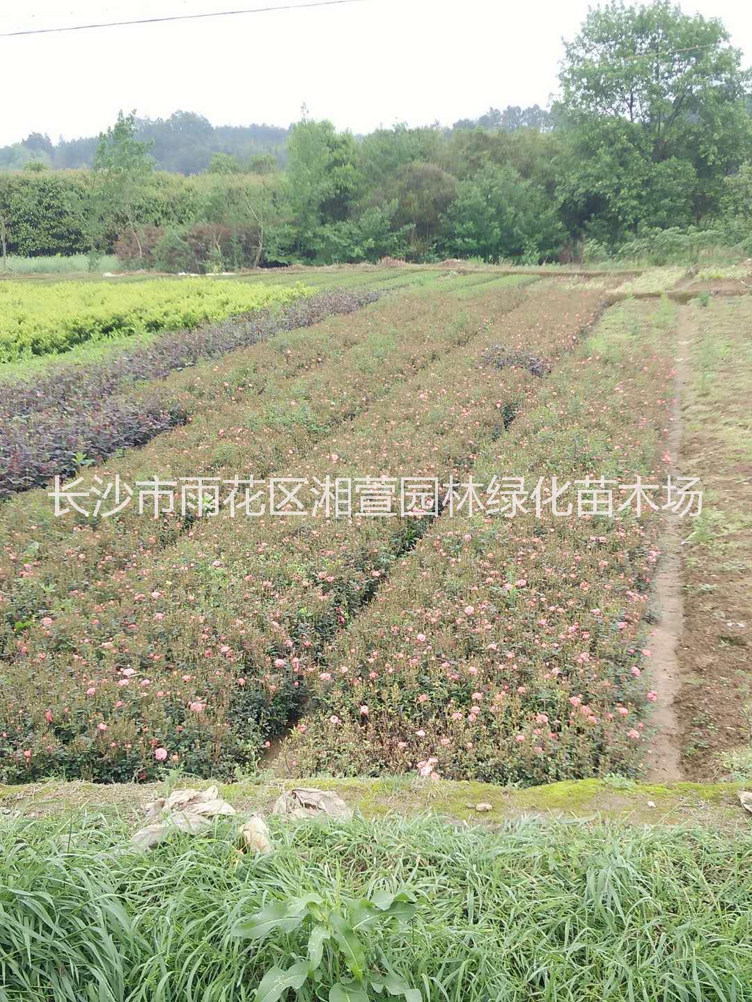 月季小苗、大花月季、鉆石月季、歐月、豐花月季