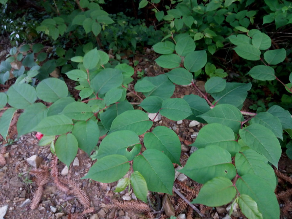 白藜蘆醇直銷 白藜蘆醇 符合規(guī)范合格合格后