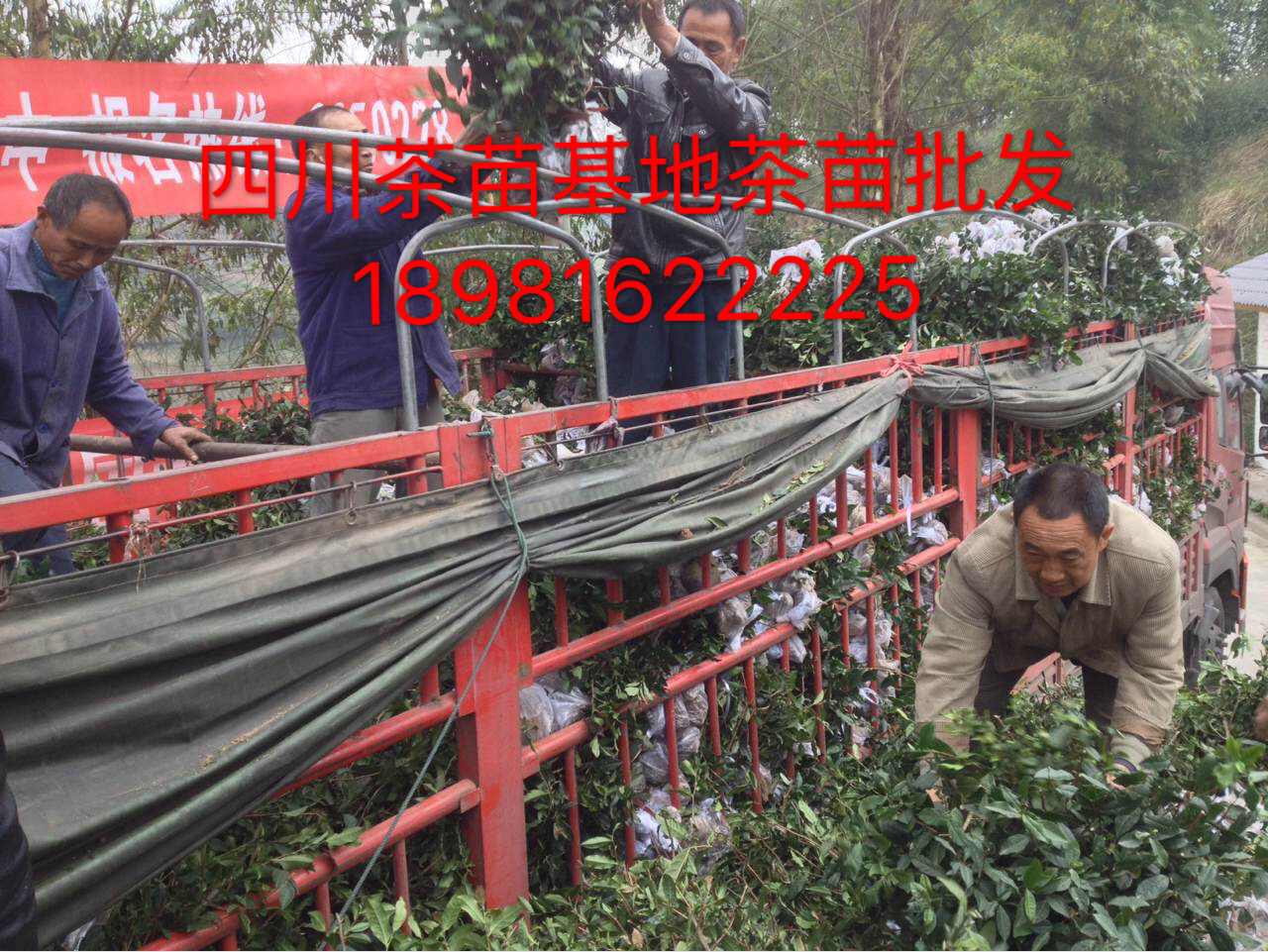 四川黃金茶苗報(bào)價(jià)