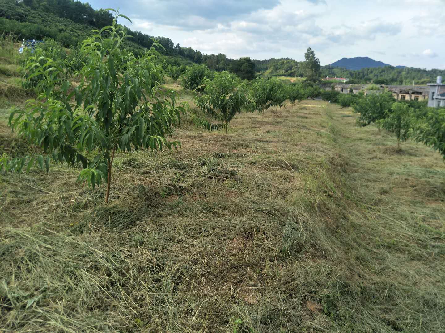 黃桃苗批發(fā)@黃桃苗木種植基地@黃桃苗木多少錢一棵 炎陵黃桃苗價(jià)格