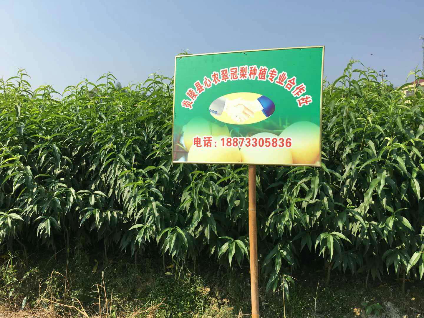 炎陵黃桃樹苗供應(yīng)@炎陵黃桃樹苗種植基地@炎陵黃桃樹苗價格