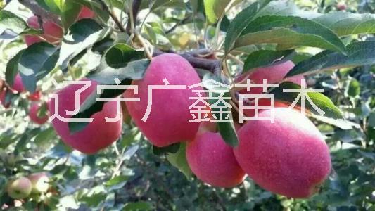 出售雞心果苗 供應(yīng)雞心果樹苗 雞心蘋果苗