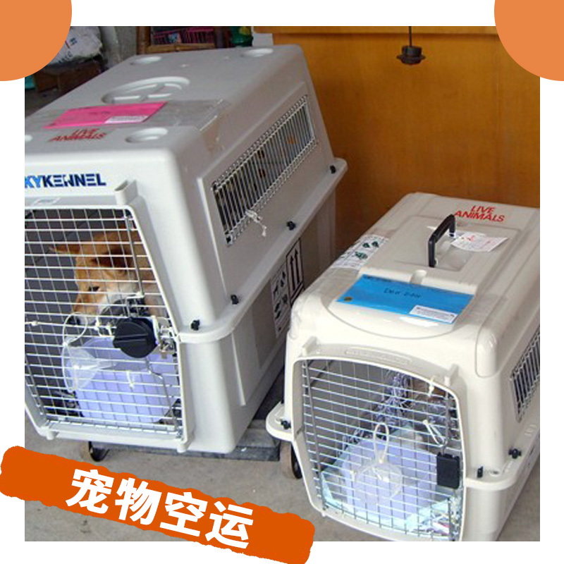 寵物空運 空中運輸托運寵物 與愛寵共享空中之旅 *團隊貼心服務(wù)