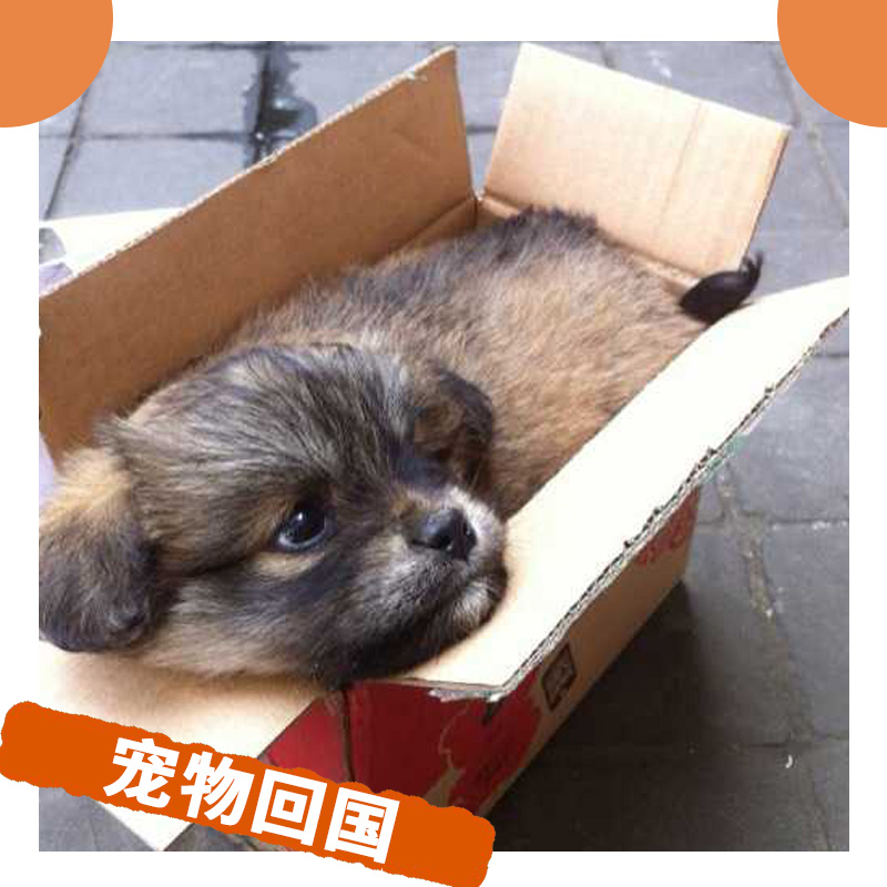 寵物從澳大利亞到深圳電話-哪家好