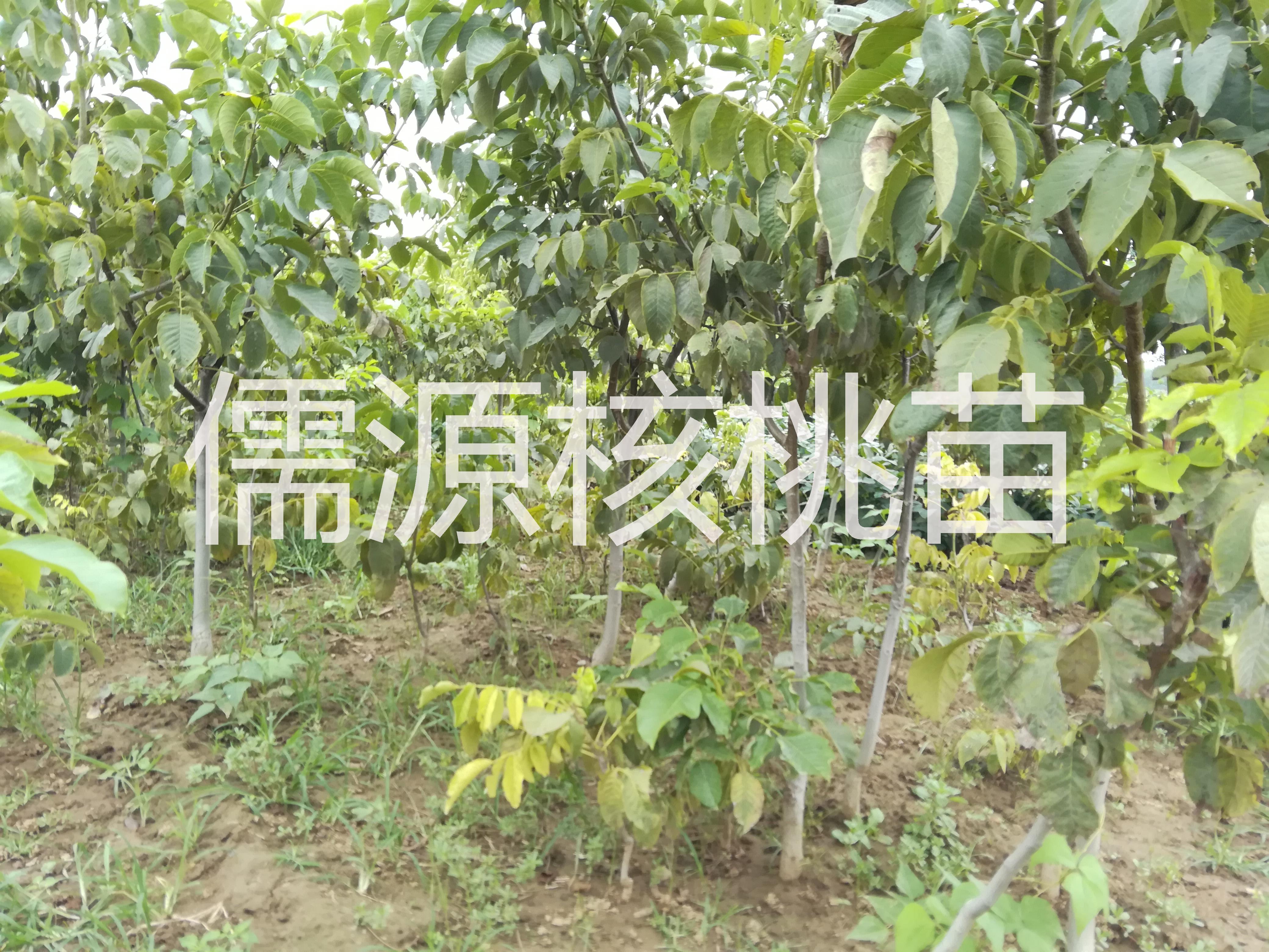 遼核核桃苗價(jià)格