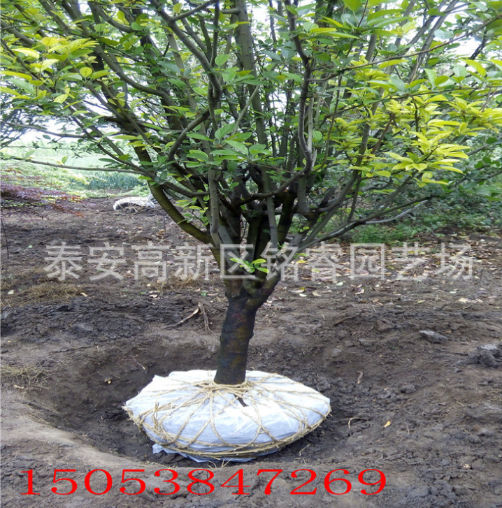 西府海棠山東西府海棠供應商山東西府海棠價格山東西府海棠批發(fā)