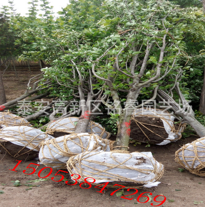 西府海棠山東西府海棠供應商山東西府海棠價格山東西府海棠批發(fā)