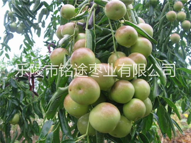 大量批發(fā)山東鮮冬棗早熟冬棗產(chǎn)地