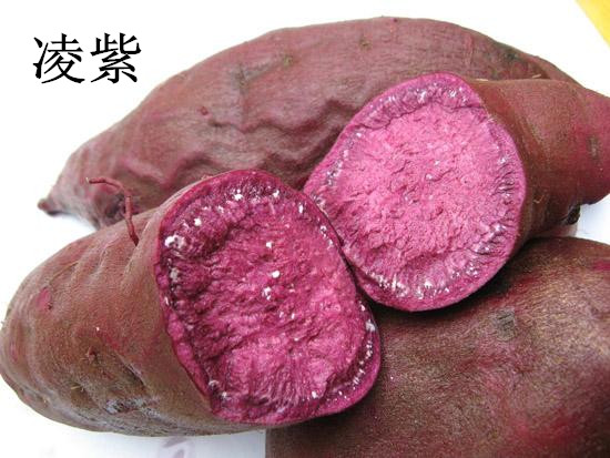 長期收購紫薯紫羅蘭