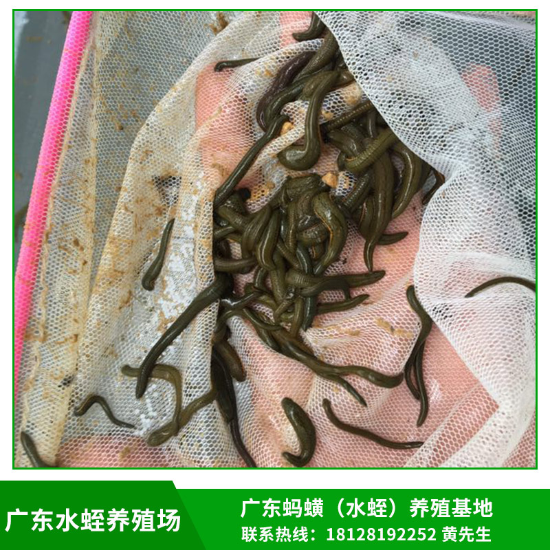 廣東水蛭養(yǎng)殖場(chǎng)供應(yīng)菲牛蛭/金邊螞蝗種苗/青年苗/幼苗基地直銷