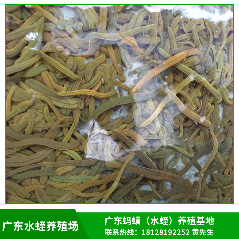 廣東水蛭養(yǎng)殖場(chǎng)供應(yīng)菲牛蛭/金邊螞蝗種苗/青年苗/幼苗基地直銷