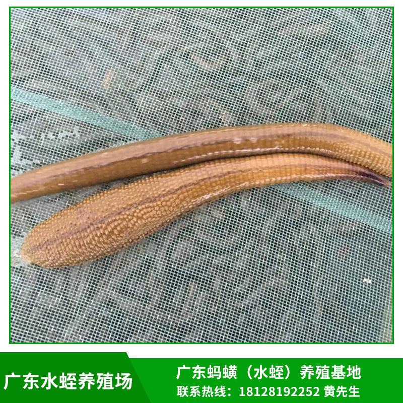 廣東水蛭養(yǎng)殖場(chǎng)供應(yīng)菲牛蛭/金邊螞蝗種苗/青年苗/幼苗基地直銷