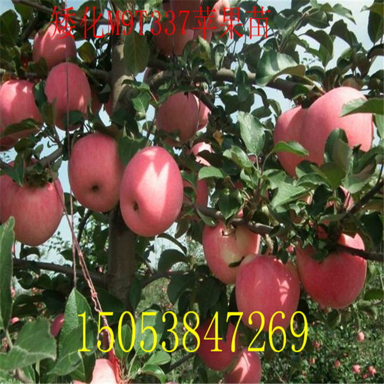 蘋果苗 山東1公分2公分3公分蘋果樹苗價(jià)格 3公分蘋果樹產(chǎn)地