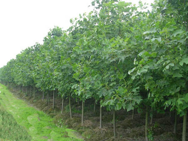 湖南馬褂木、馬褂木產(chǎn)地、馬褂木批發(fā)價格