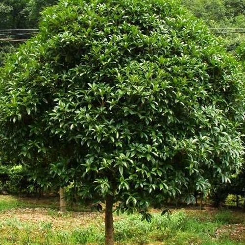 茶花道林苗木、湖南茶花、茶花種植技術(shù)