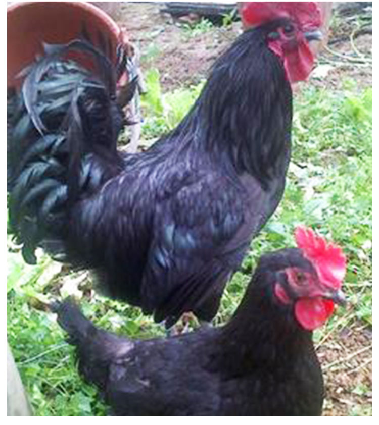 供應高產綠殼蛋雞苗成活率高數量多可以專車送貨贈送養(yǎng)殖技術