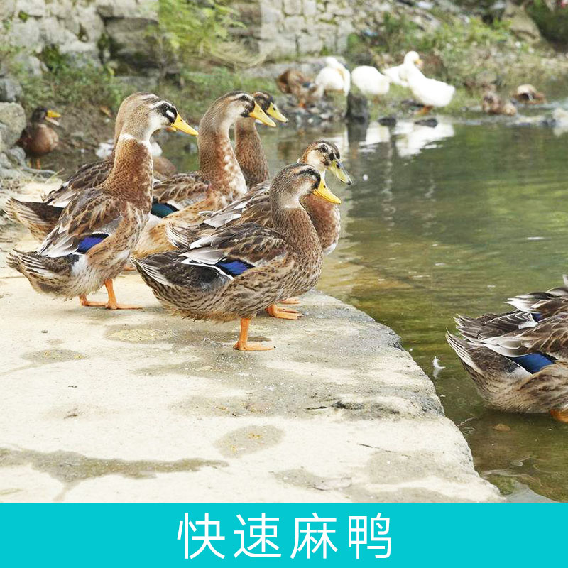 廠家直銷快速麻鴨苗湖南麻鴨苗成活率高提供養(yǎng)殖技術(shù)