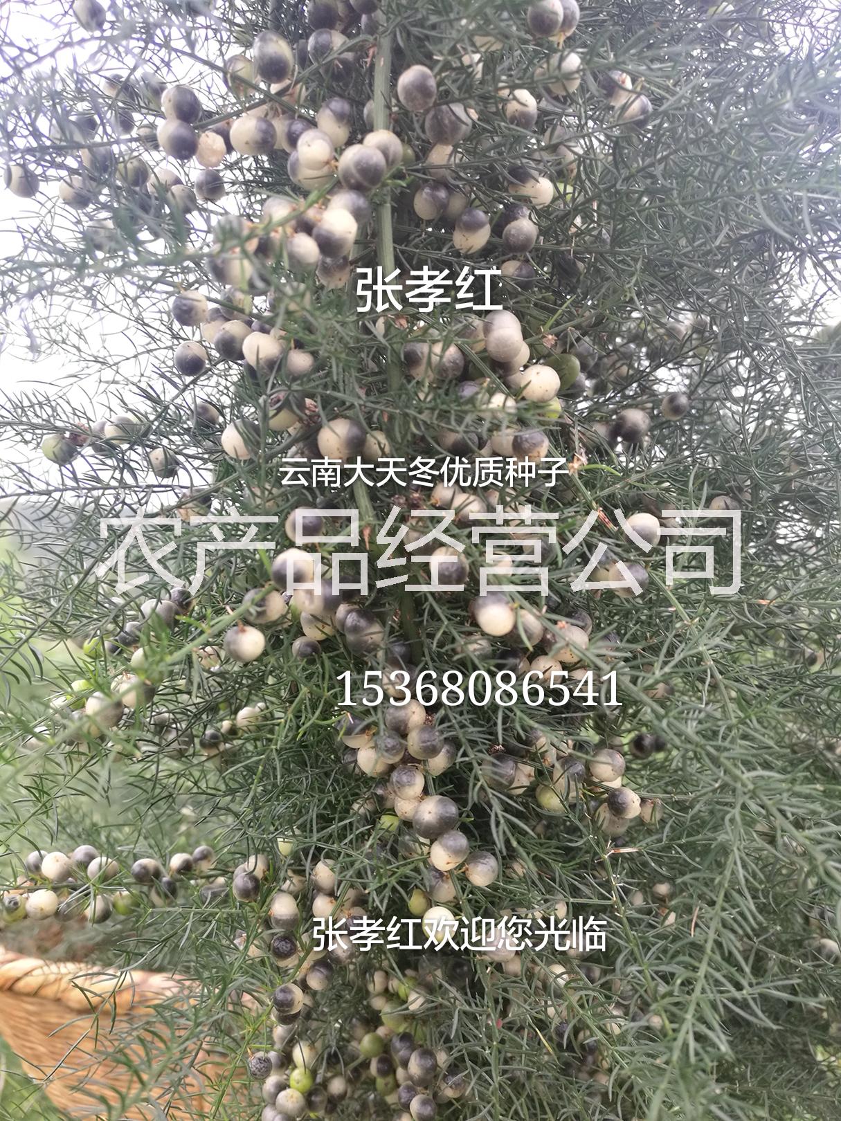 云南大天冬種子