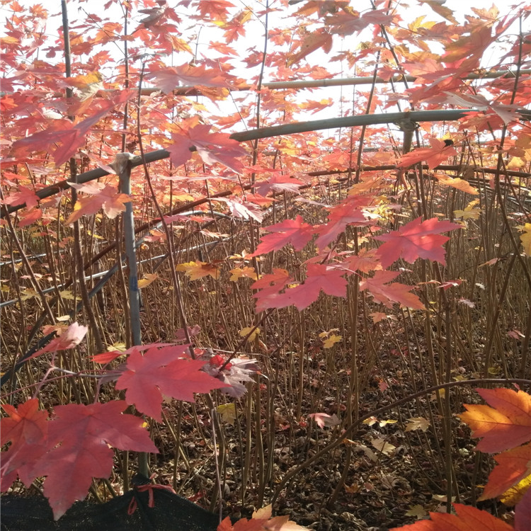 紅楓樹苗  山東5公分紅楓樹苗價格 泰安5公分6公分8公分紅楓樹