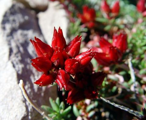 紅景天提取物紅景天甙