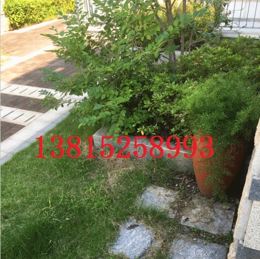 蘇州庭院綠化景觀工程、蘇州別墅綠化、庭院別墅苗木、蘇州私家花園景觀,蘇州綠化苗木