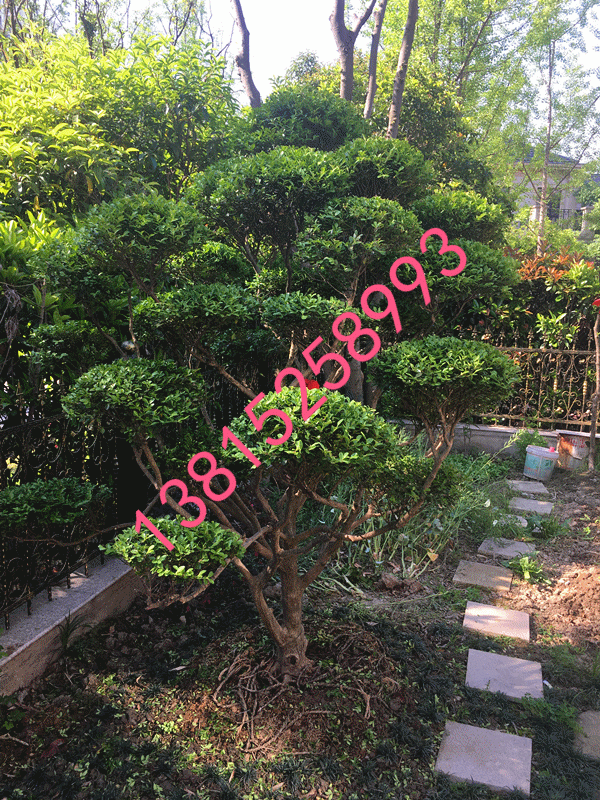 蘇州綠化苗木、蘇州景觀花木公司、樹樁景觀樹、庭院景觀綠化工程，蘇州庭院別墅綠化