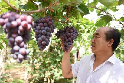 葡萄苗 葡萄直銷廠家 葡萄供應(yīng)商 玉波一號 遼寧玉波一號供應(yīng)商